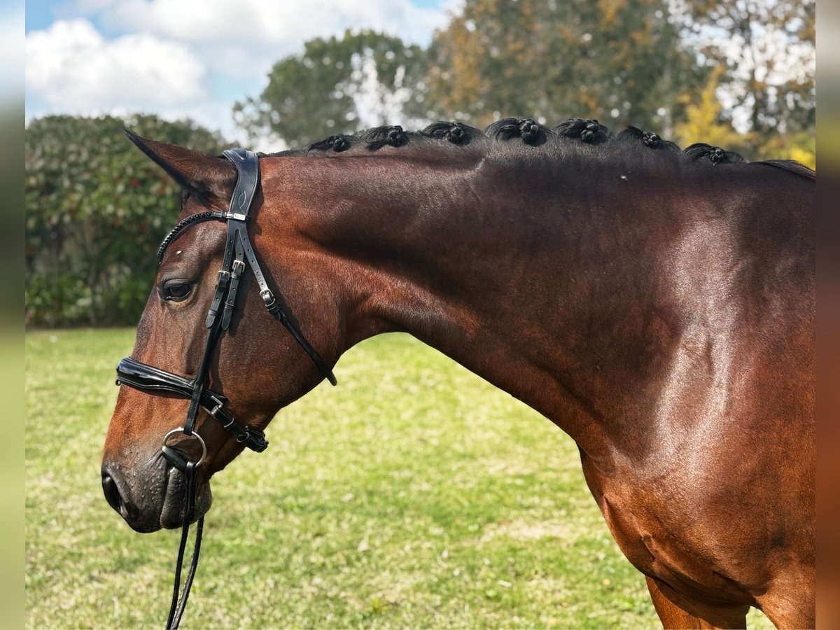 KWPN Giumenta 7 Anni 170 cm Baio scuro in Modena