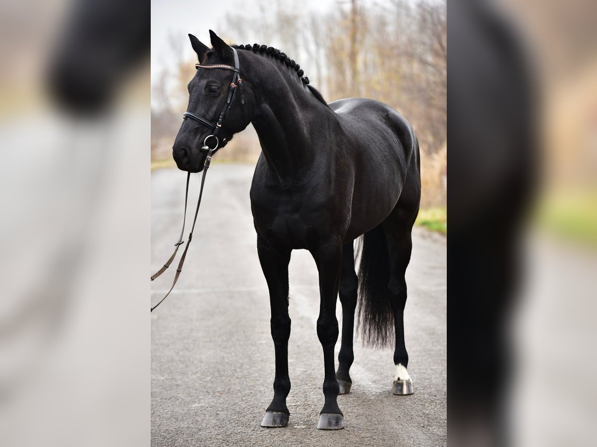 KWPN Giumenta 7 Anni 171 cm Morello in Csabacs&#x171;d
