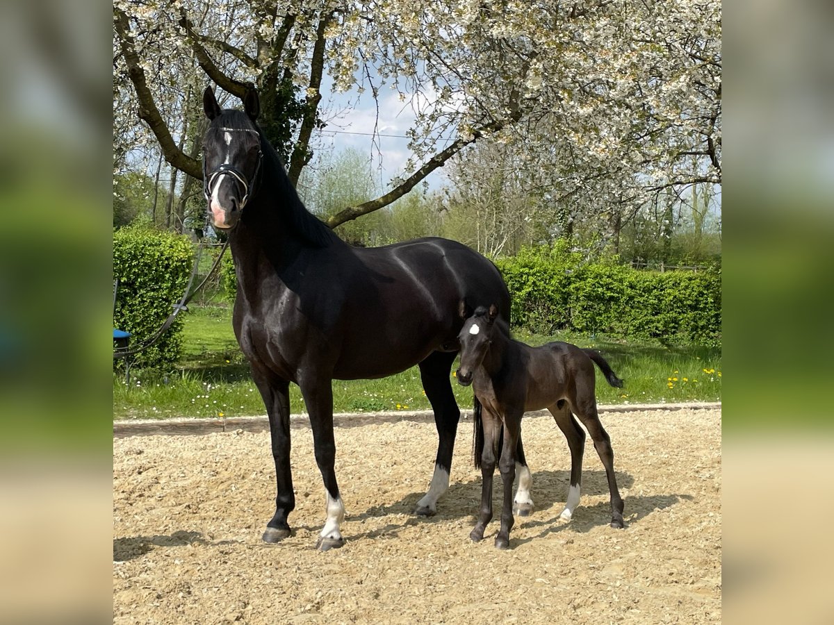 KWPN Giumenta 7 Anni Morello in Hamm