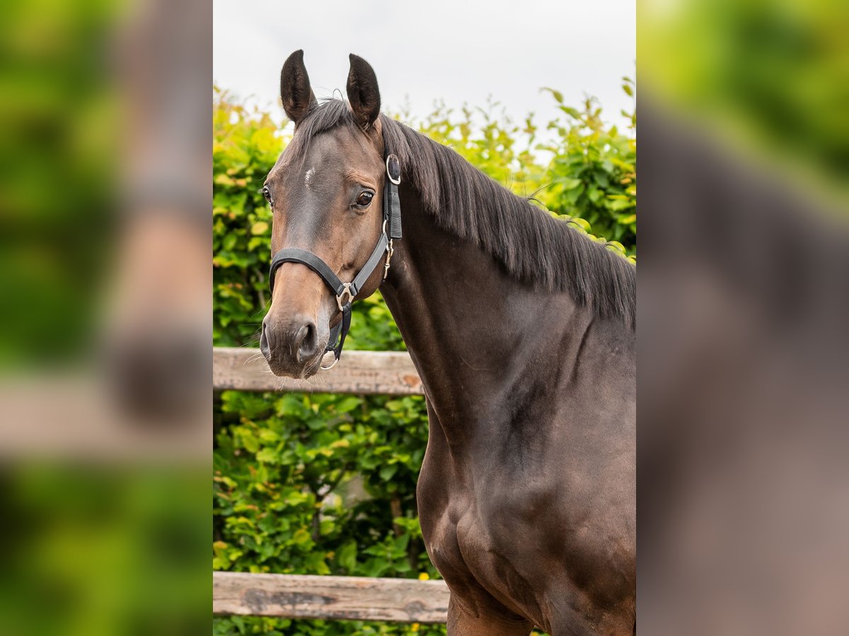 KWPN Giumenta 8 Anni 162 cm Baio in Löningen