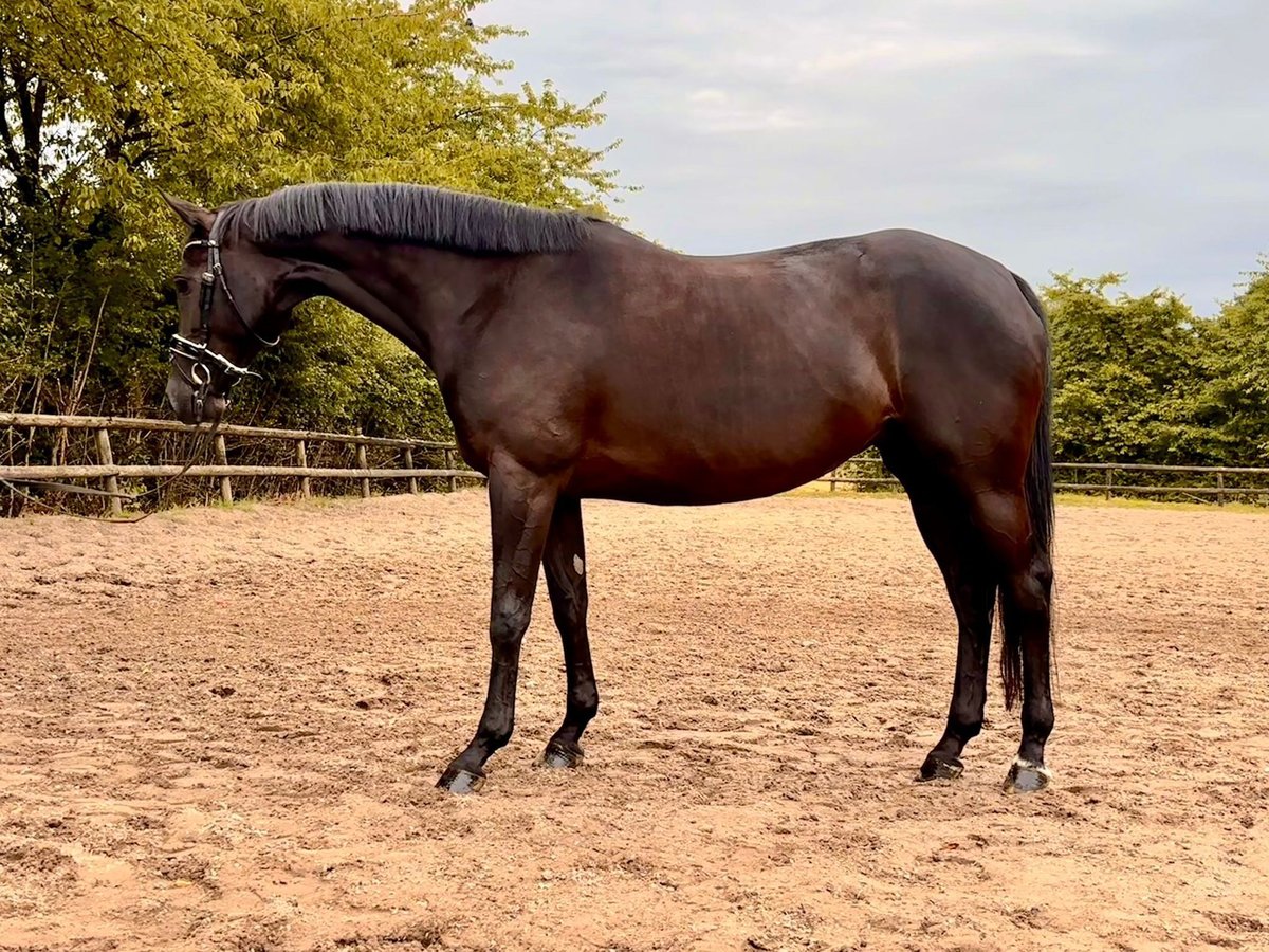 KWPN Giumenta 8 Anni 162 cm Baio nero in Bochum