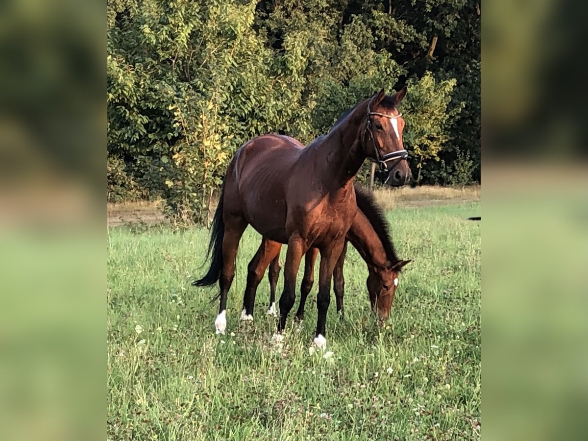 KWPN Giumenta 8 Anni 165 cm Baio in Dresden Gompitz