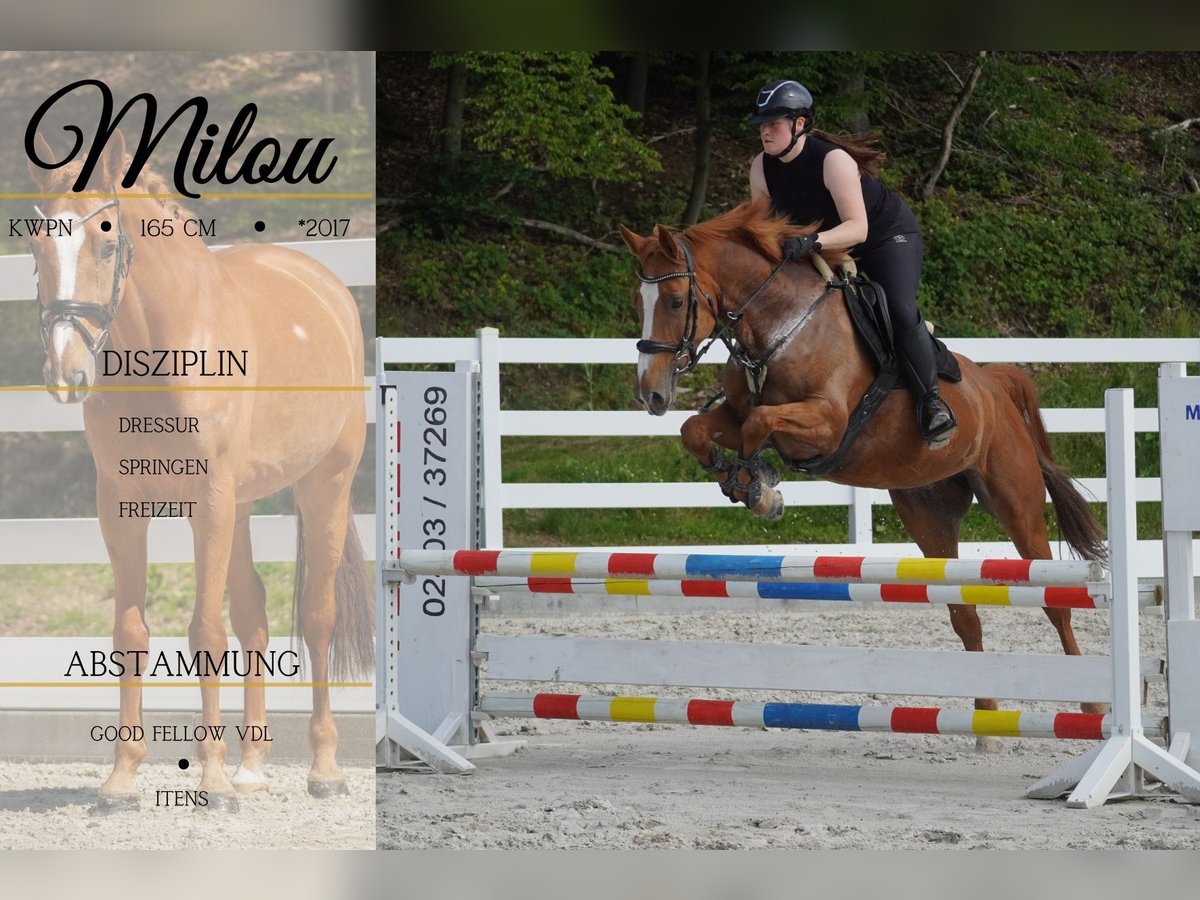 KWPN Giumenta 8 Anni 165 cm Sauro in Nettersheim