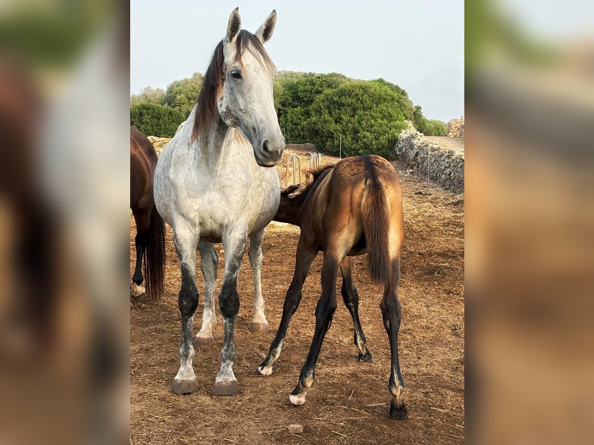 KWPN Giumenta 8 Anni 171 cm Grigio in Mao KWPN Giumenta 8 Anni 171 cm Grigio in Mao