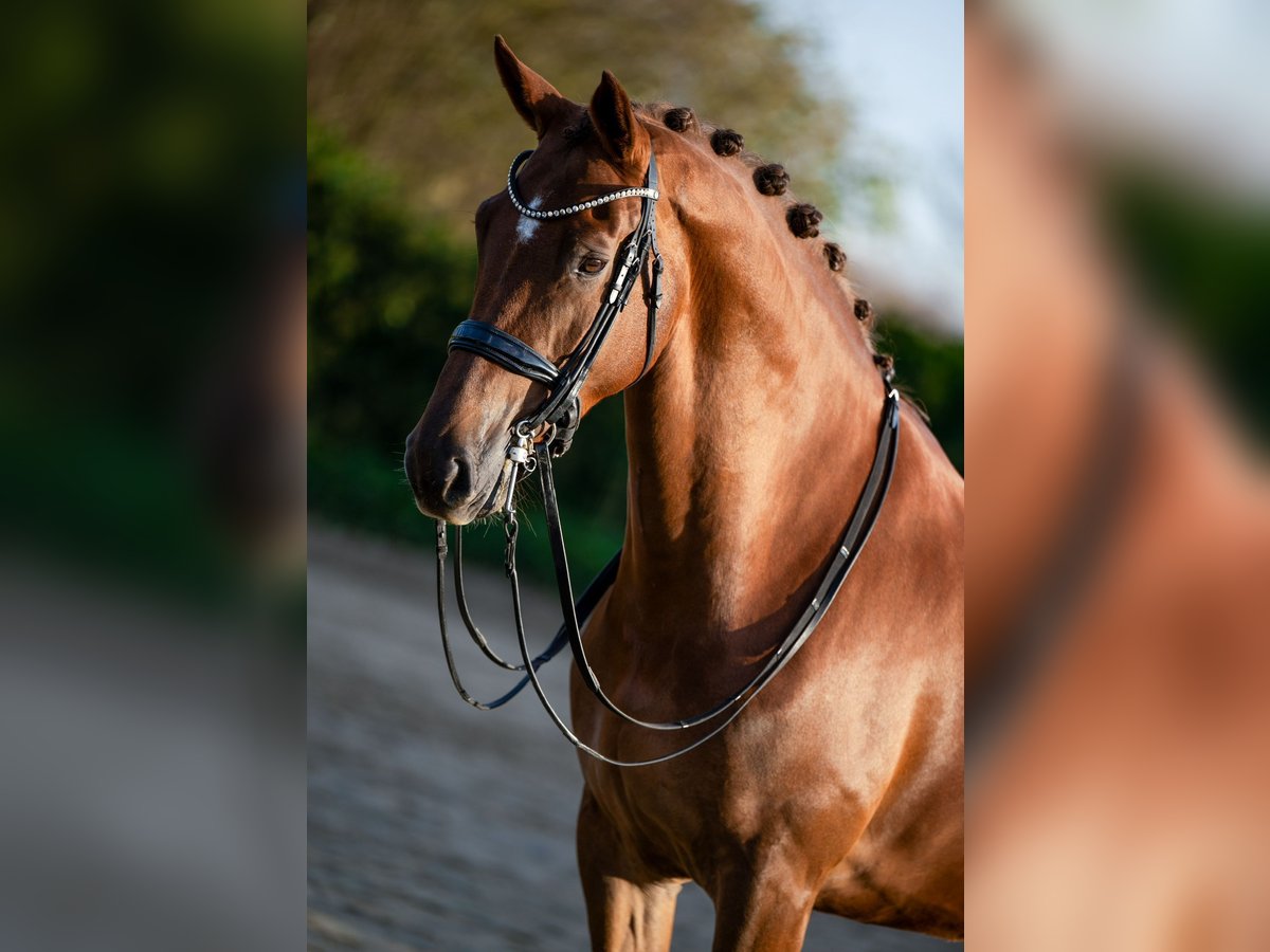 KWPN Giumenta 8 Anni 172 cm Baio chiaro in Weert