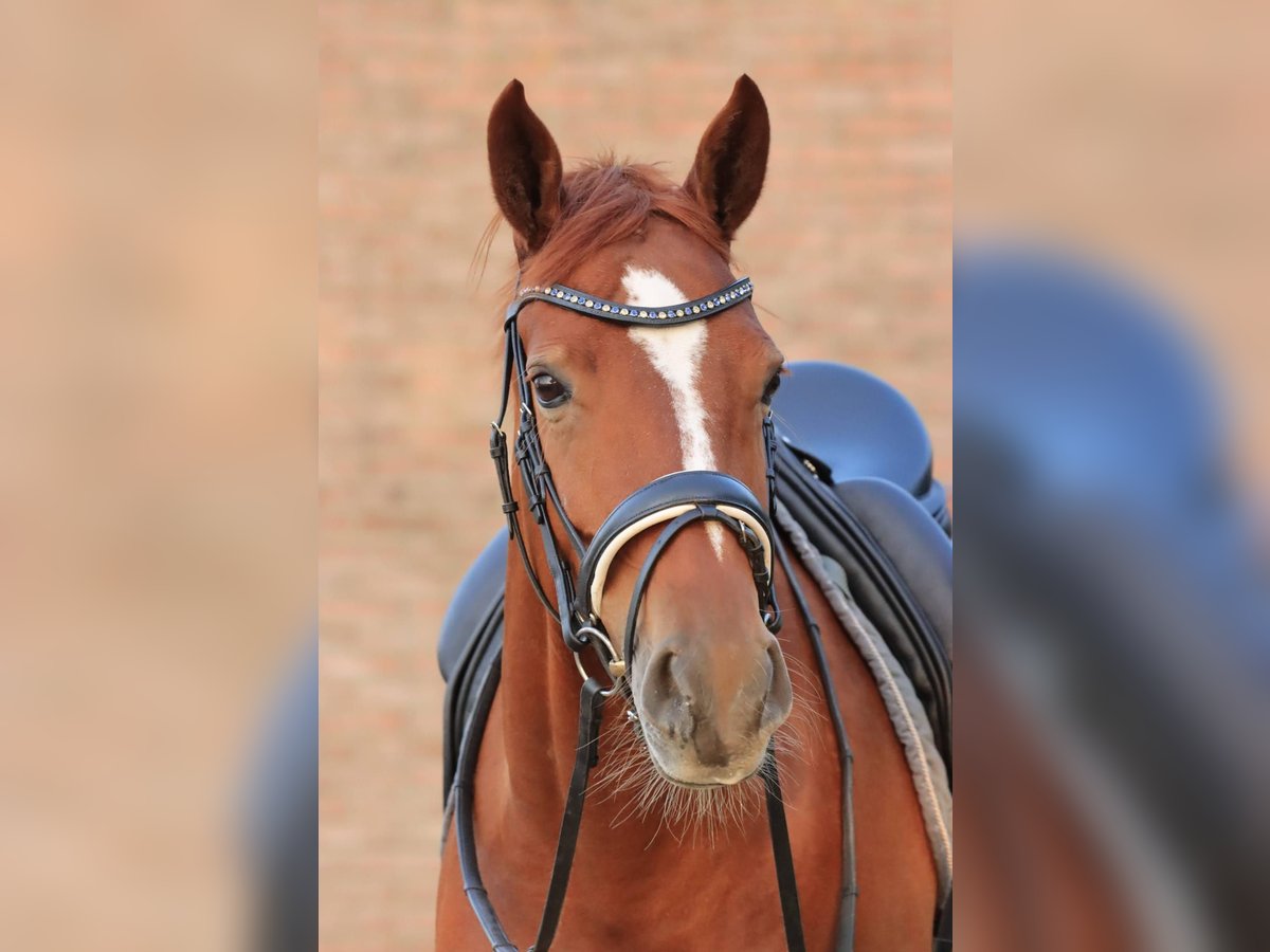 KWPN Giumenta 9 Anni 161 cm Sauro in Bruchterveld