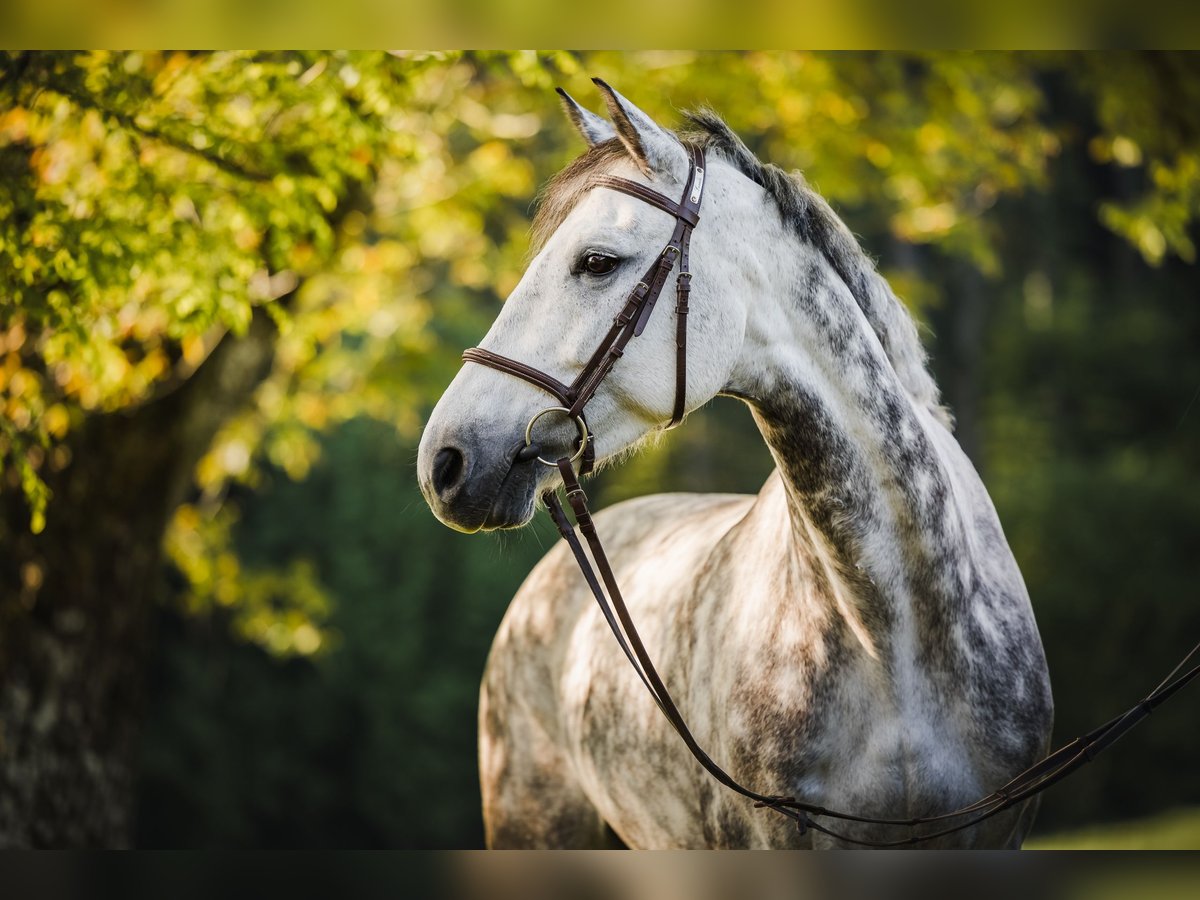KWPN Giumenta 9 Anni 163 cm Grigio pezzato in Unterkulm
