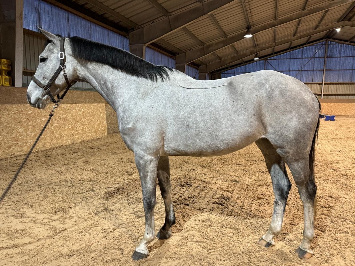 KWPN Giumenta 9 Anni 169 cm Grigio in Bocholt