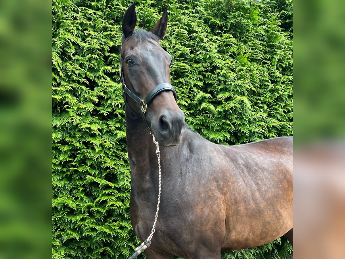 KWPN Giumenta 9 Anni 170 cm Baio scuro in Oosterstreek