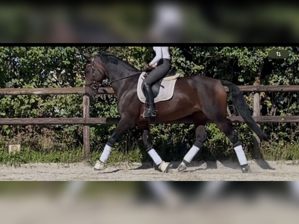 KWPN Giumenta 9 Anni 174 cm Baio scuro in Frankfurt am Main