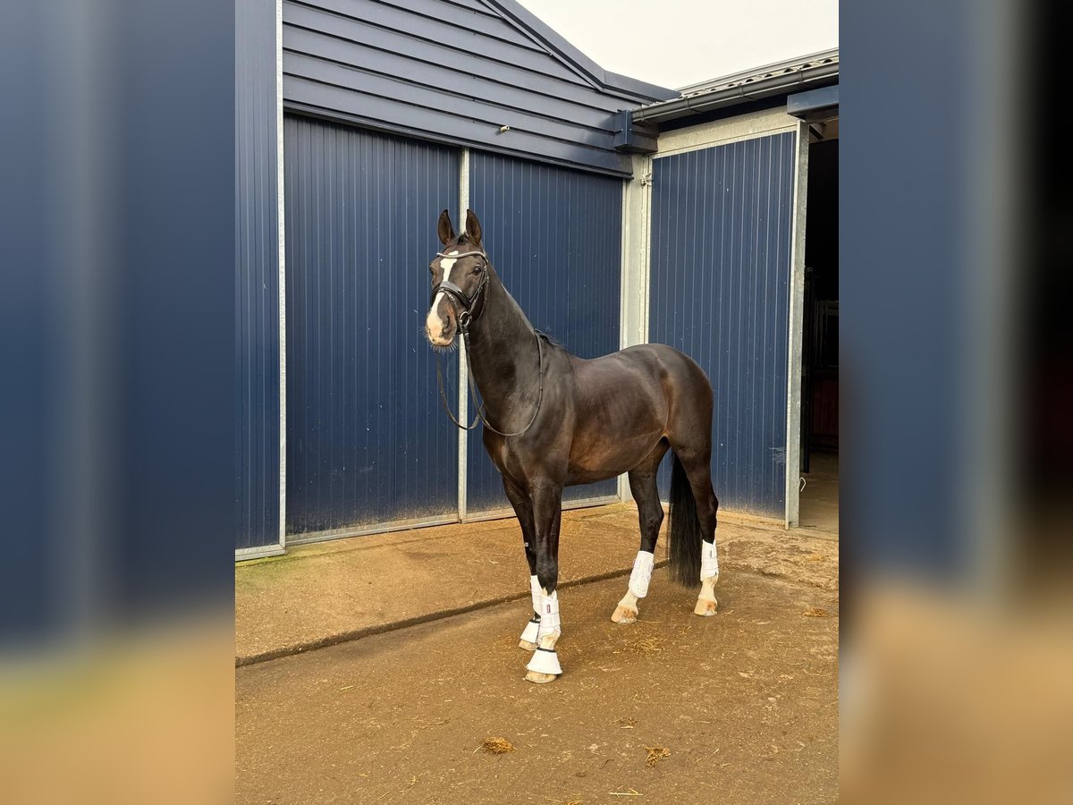 KWPN Hengst 11 Jaar 165 cm Donkerbruin in Breda