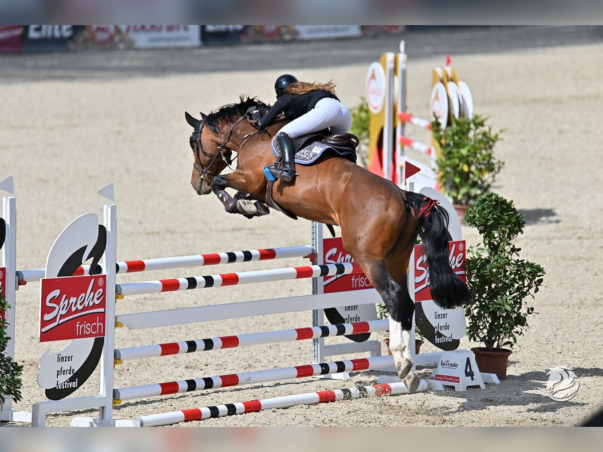 KWPN Hengst 13 Jahre 164 cm Brauner in Coburg