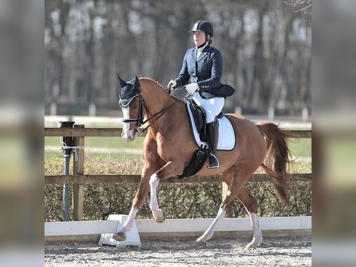 KWPN Hengst 16 Jahre 162 cm Fuchs in Sint-Oedenrode