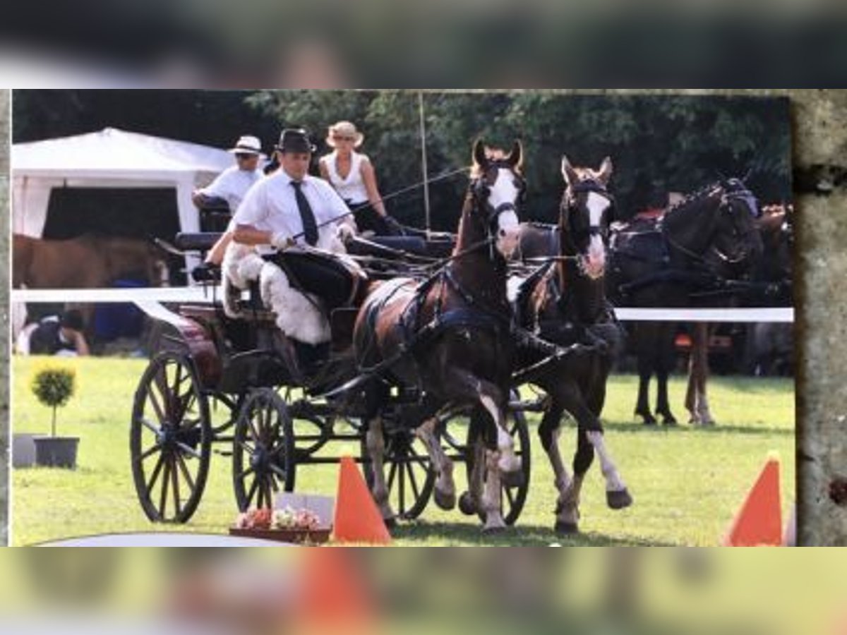 KWPN Hengst 16 Jahre 168 cm Hellbrauner in T&#xE1;pi&#xF3;s&#xE1;g