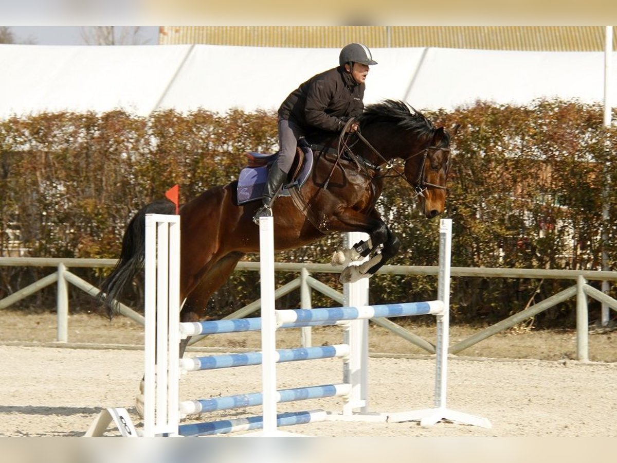 KWPN Hengst 18 Jahre 171 cm Rotbrauner in Carucedo