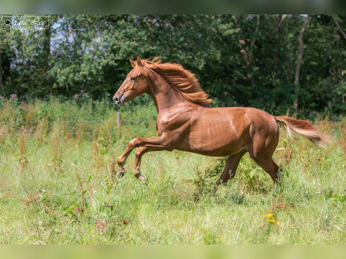 KWPN Hengst 1 Jaar 160 cm Donkere-vos in Hengelo