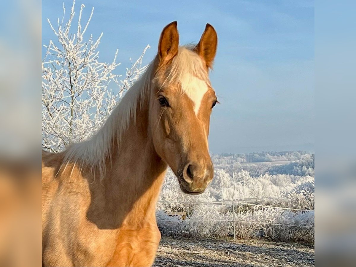 KWPN Hengst 1 Jaar 165 cm Palomino in Zell an der Pram
