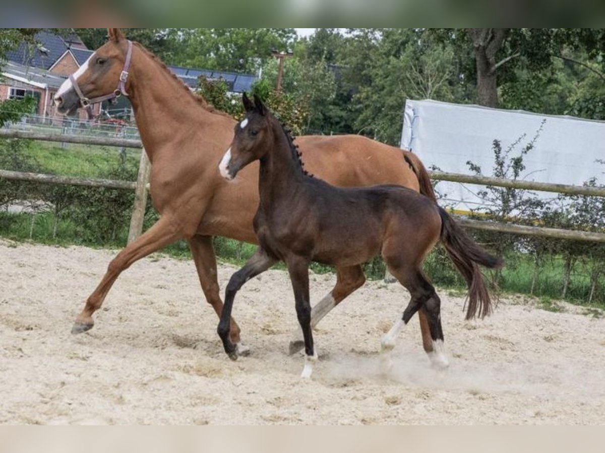 KWPN Hengst 1 Jaar 168 cm Donkerbruin in Lutjegast