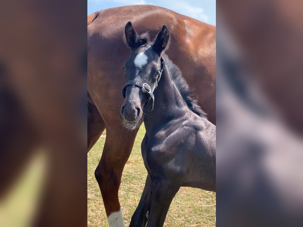 KWPN Hengst 1 Jaar Zwartbruin in Rockanje