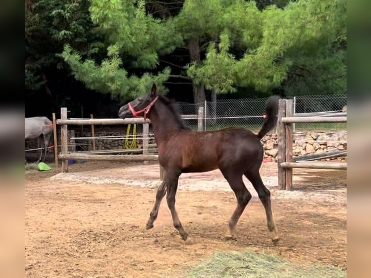 KWPN Mix Hengst 1 Jahr 145 cm Rappe in Husillos