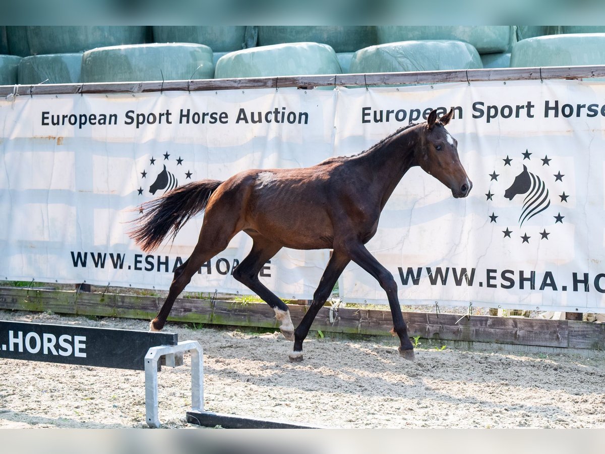 KWPN Hengst 1 Jahr 155 cm Dunkelbrauner in GROTE-BROGEL