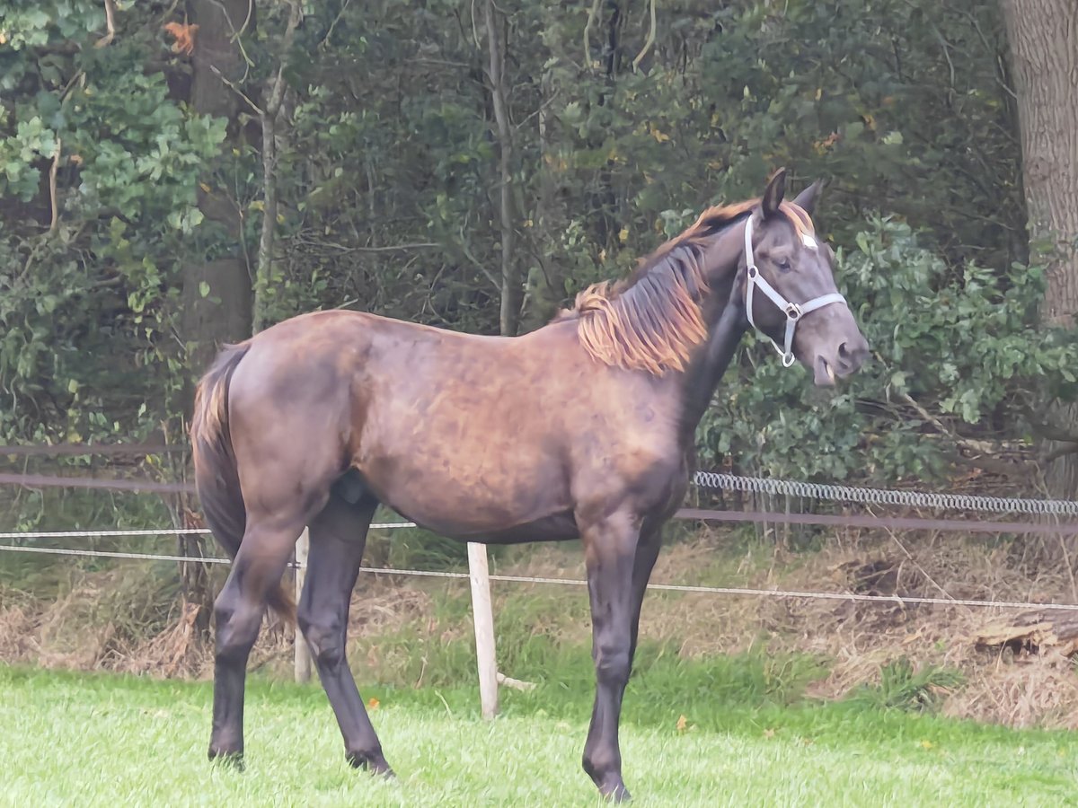 KWPN Hengst 1 Jahr 164 cm Rappe in Koewacht