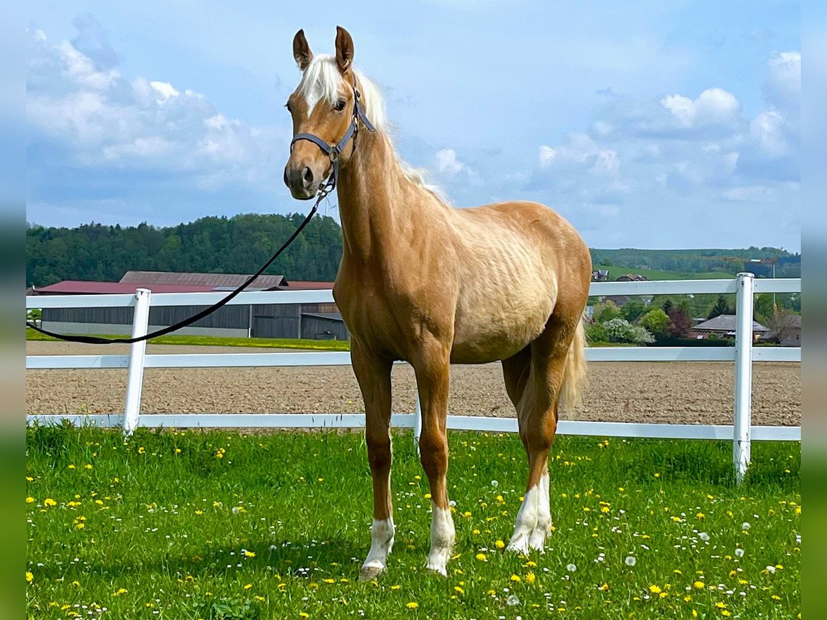 KWPN Hengst 1 Jahr 165 cm Palomino in Zell an der Pram