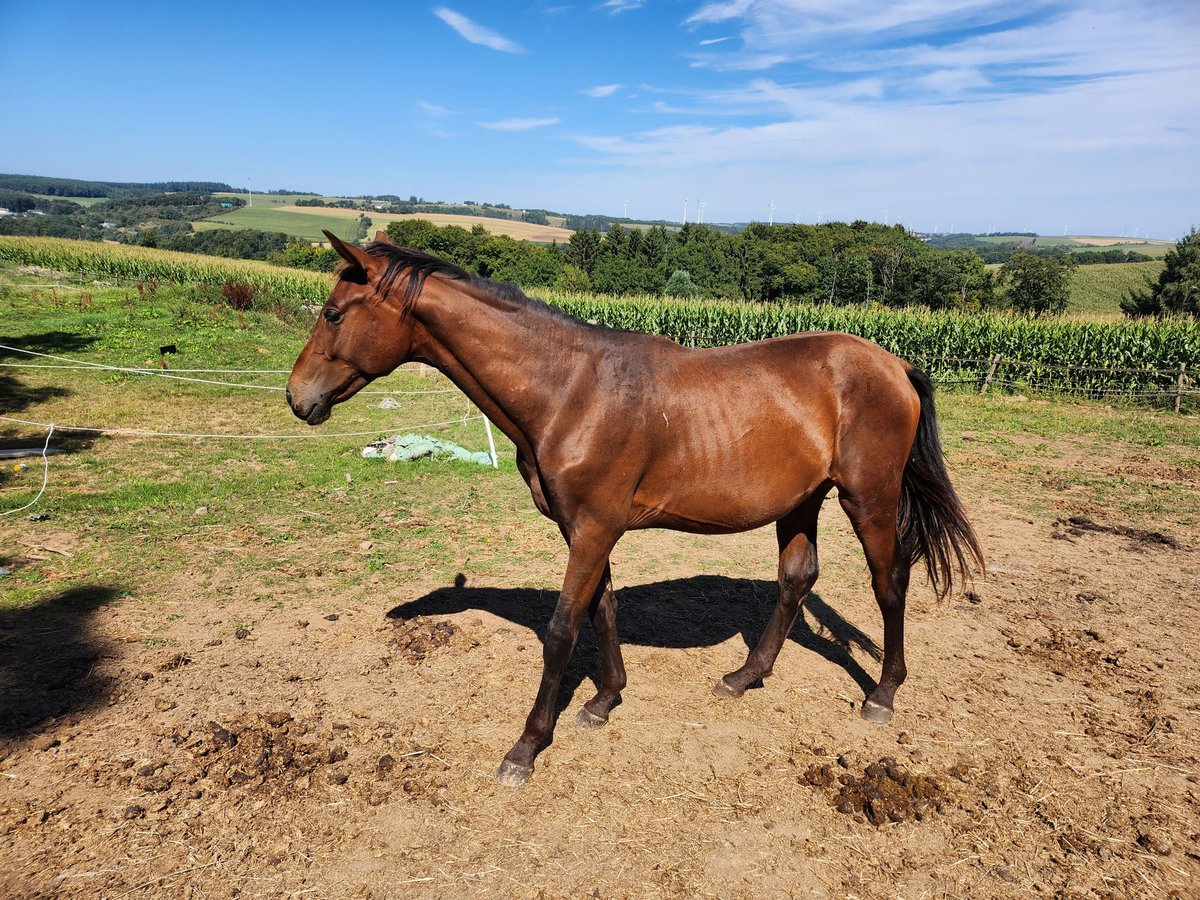 KWPN Hengst 1 Jahr 170 cm Hellbrauner in Berkoth KWPN Hengst 1 Jahr 170 cm Hellbrauner in Berkoth