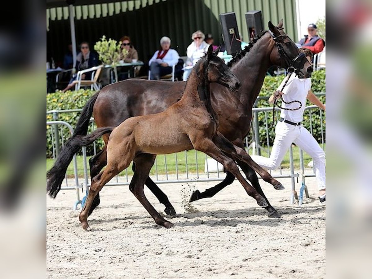 KWPN Hengst 1 Jahr Rappe in Koewacht