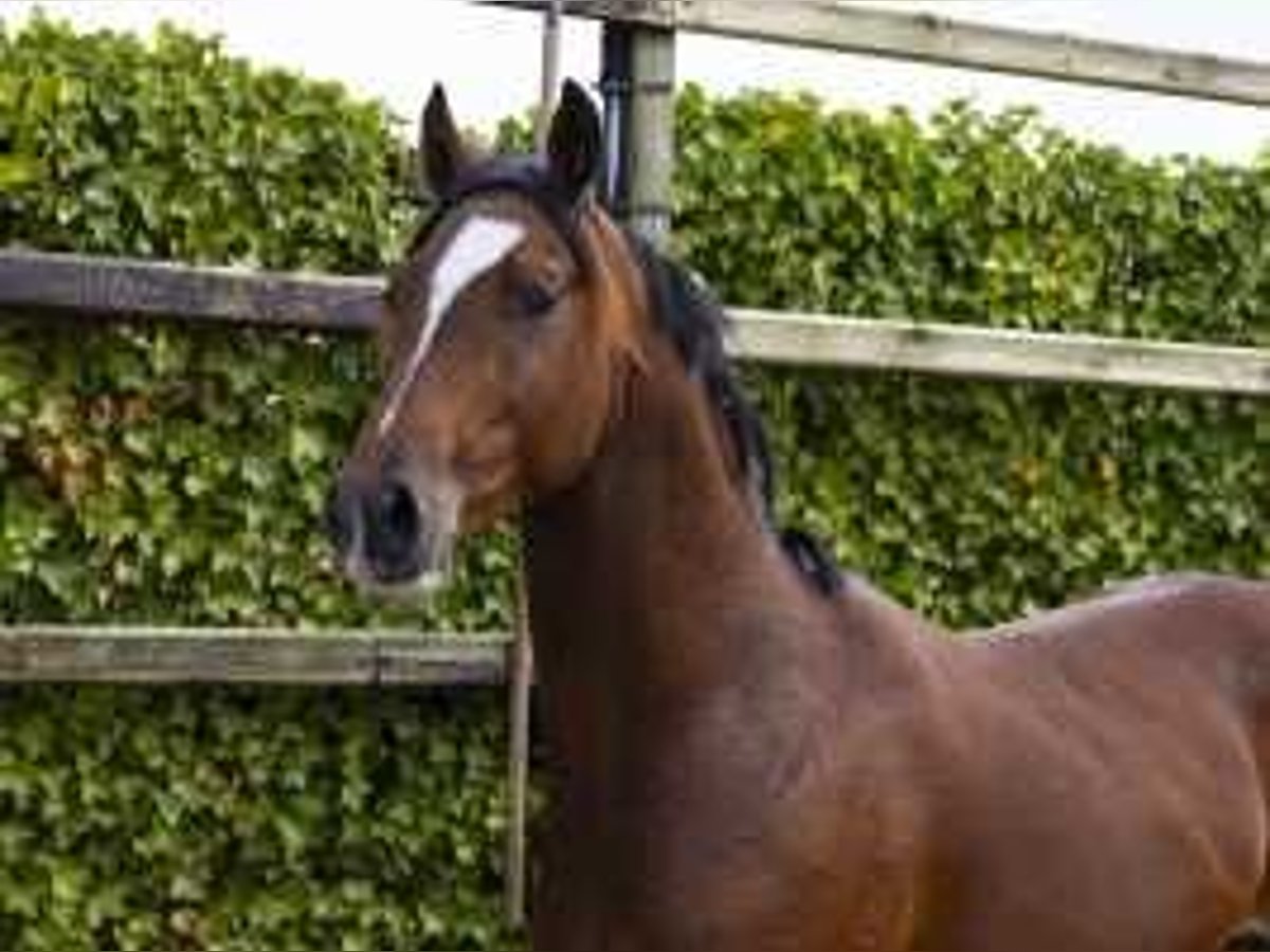 KWPN Hengst 2 Jaar 157 cm Bruin in Waddinxveen