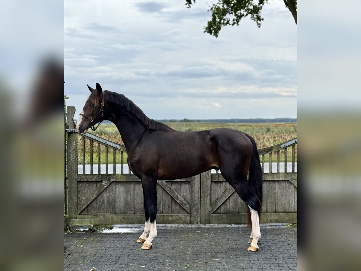 KWPN Hengst 2 Jaar 157 cm Donkerbruin in Grolloo
