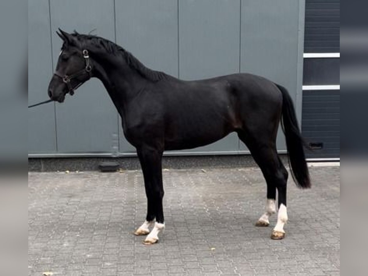 KWPN Hengst 2 Jaar 160 cm Zwart in GROTE-BROGEL