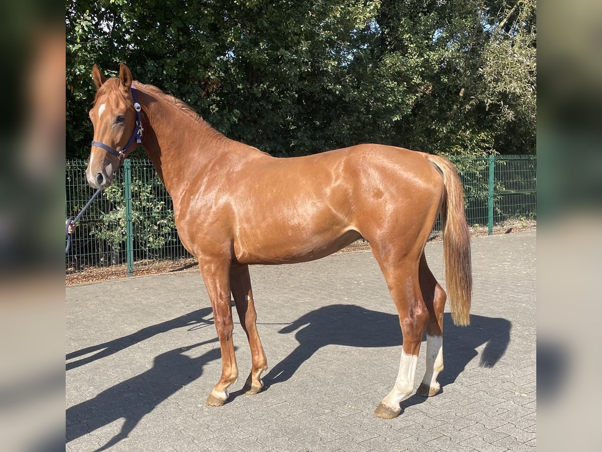 KWPN Hengst 2 Jaar 162 cm Vos in Verl