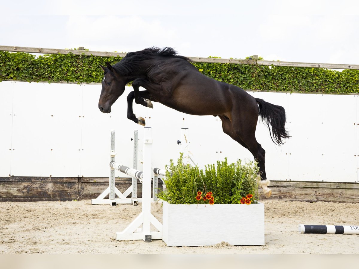 KWPN Hengst 2 Jaar 163 cm Bruin in Waddinxveen