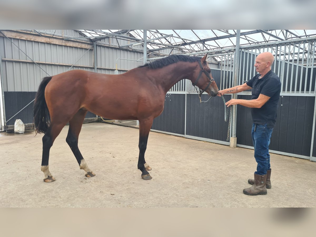 KWPN Hengst 2 Jaar 165 cm Bruin in Andijk