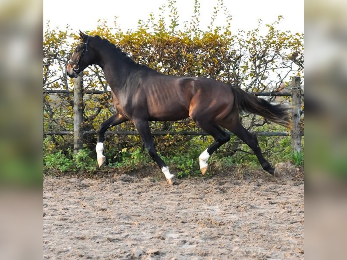 KWPN Hengst 2 Jaar 165 cm Bruin in Prinsenbeek