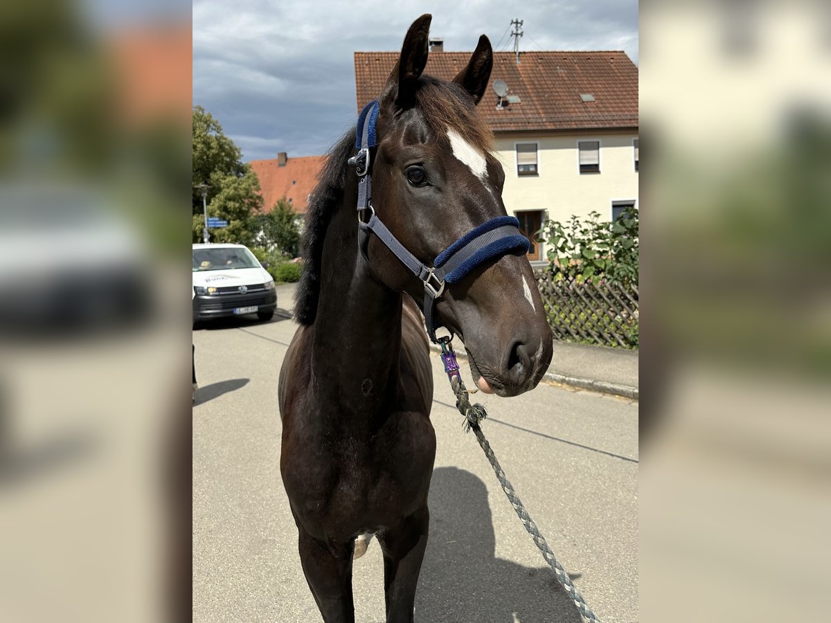 KWPN Hengst 2 Jaar 165 cm Donkerbruin in UlmUlm