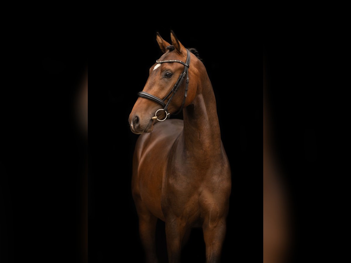 KWPN Hengst 2 Jaar 166 cm Bruin in Gieten