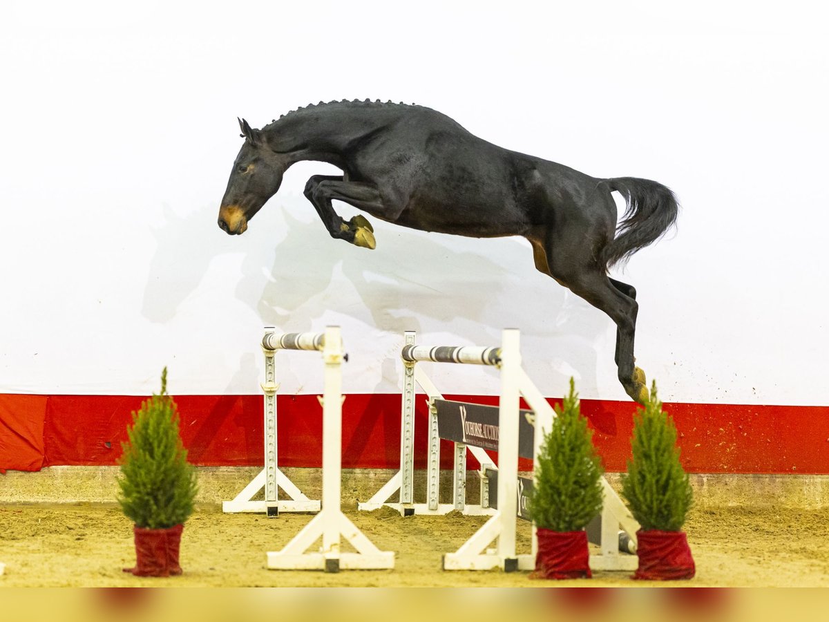 KWPN Hengst 2 Jaar 166 cm Donkerbruin in Waddinxveen