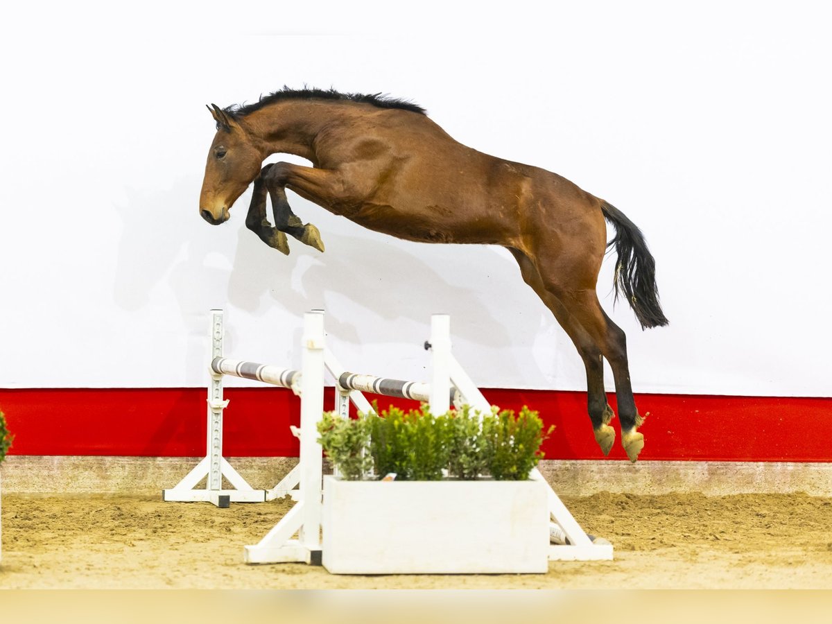 KWPN Hengst 2 Jaar 167 cm Bruin in Waddinxveen