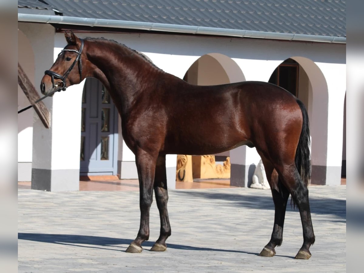 KWPN Hengst 2 Jaar 168 cm Bruin in Schmilau