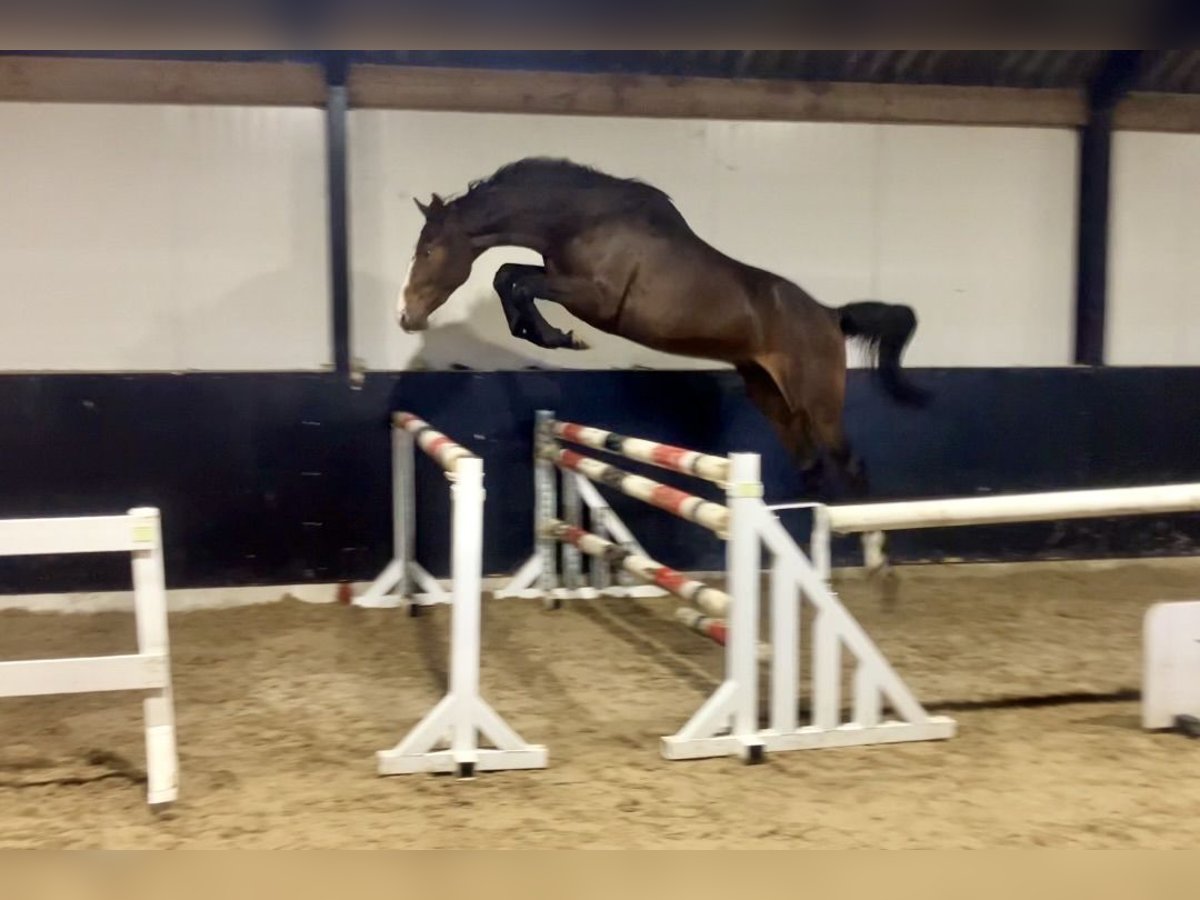 KWPN Hengst 2 Jaar 168 cm Donkerbruin in Bladel