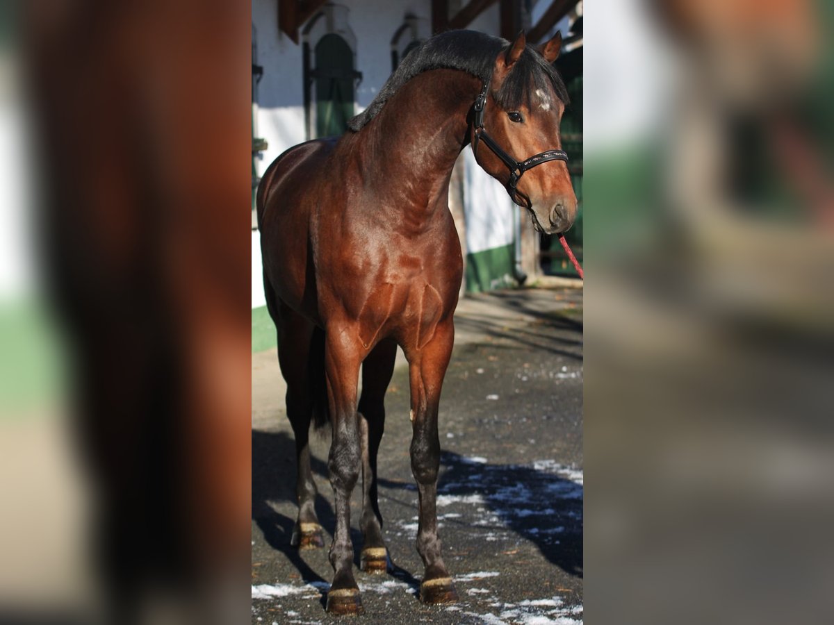 KWPN Hengst 2 Jaar 169 cm Bruin in Halbenrain