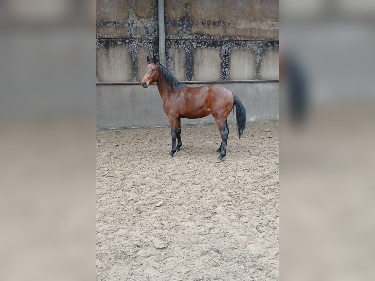 KWPN Hengst 2 Jaar 170 cm Bruin in Lokeren