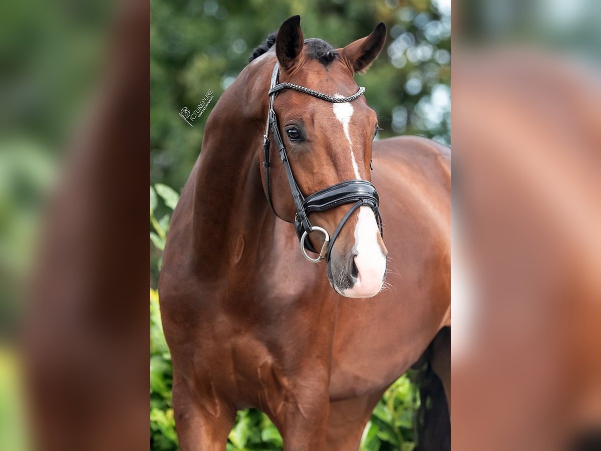 KWPN Hengst 2 Jaar 170 cm Bruin in Weert