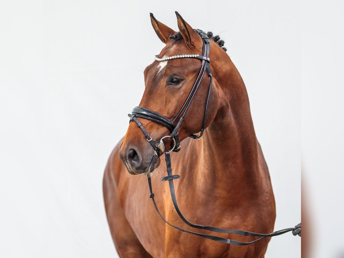 KWPN Hengst 2 Jaar 170 cm Bruin in Münster