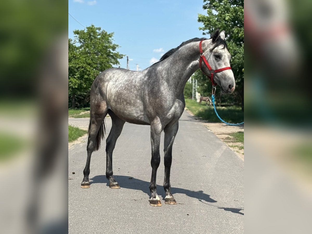 KWPN Hengst 2 Jaar 170 cm Schimmel in B&#xE9;k&#xE9;s