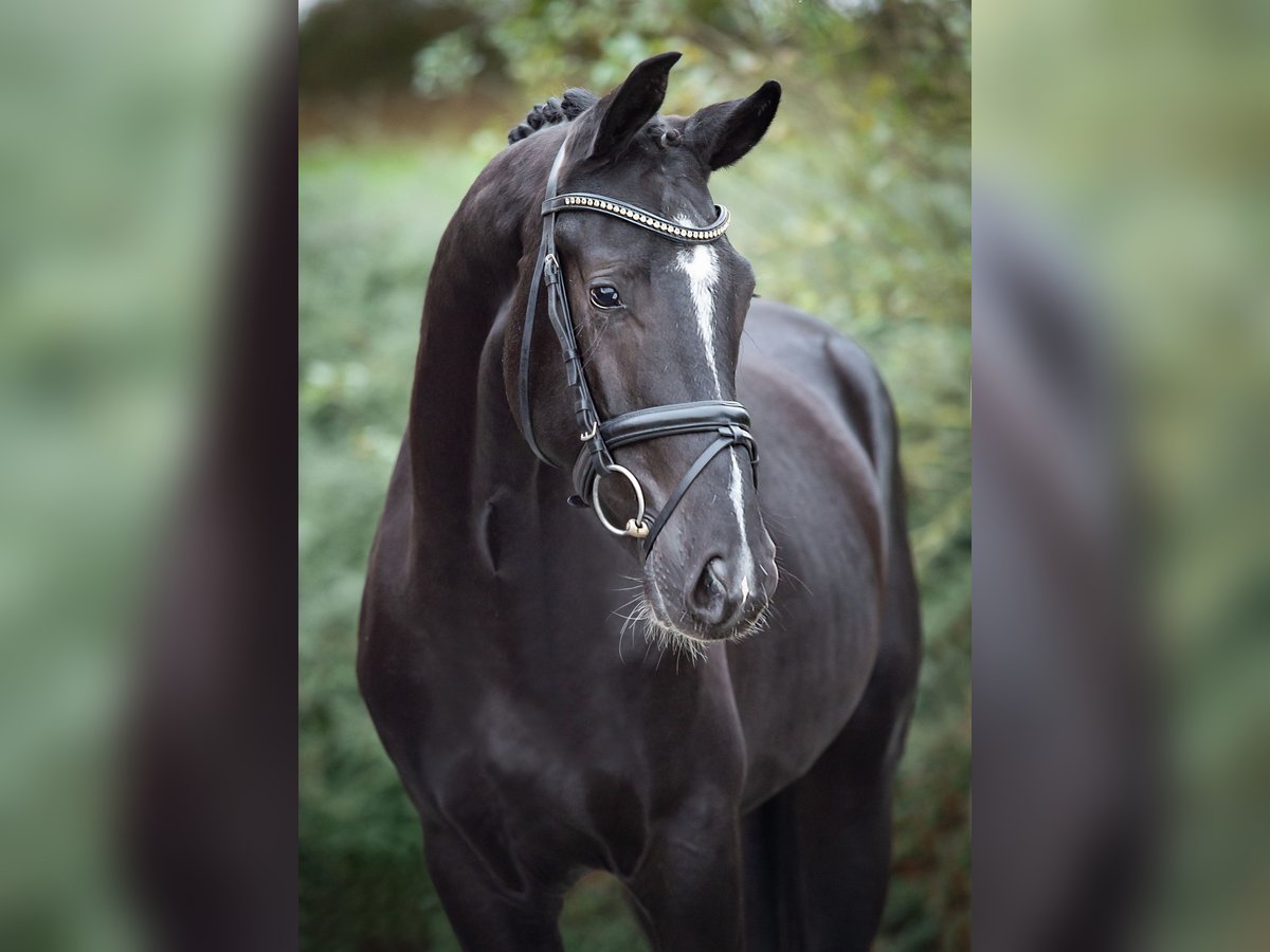 KWPN Hengst 2 Jaar 170 cm Zwart in Ostercappeln