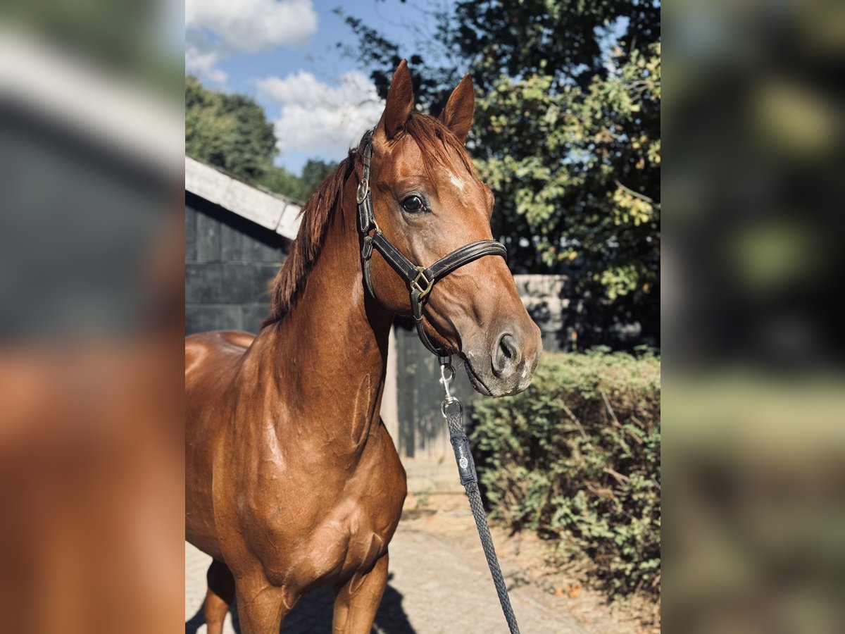 KWPN Hengst 2 Jahre 164 cm Fuchs in Oosterhout