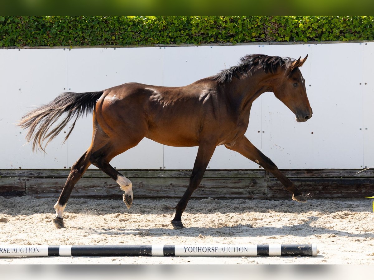 KWPN Hengst 2 Jahre 165 cm Brauner in Waddinxveen